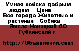 Умная собака добрым людям. › Цена ­ 100 - Все города Животные и растения » Собаки   . Ямало-Ненецкий АО,Губкинский г.